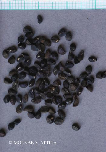 Anthericum ramosum L. 3.Kép