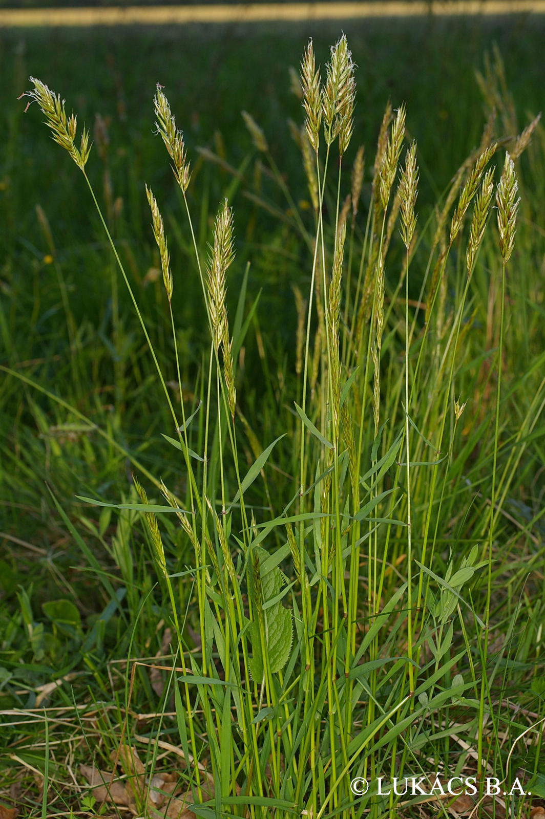 Anthoxanthum odoratum L.