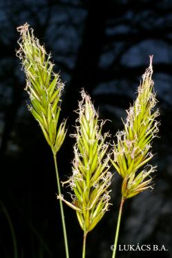 Anthoxanthum odoratum L. 2.Image
