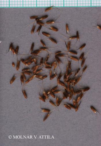 Anthoxanthum odoratum L. 3.Image