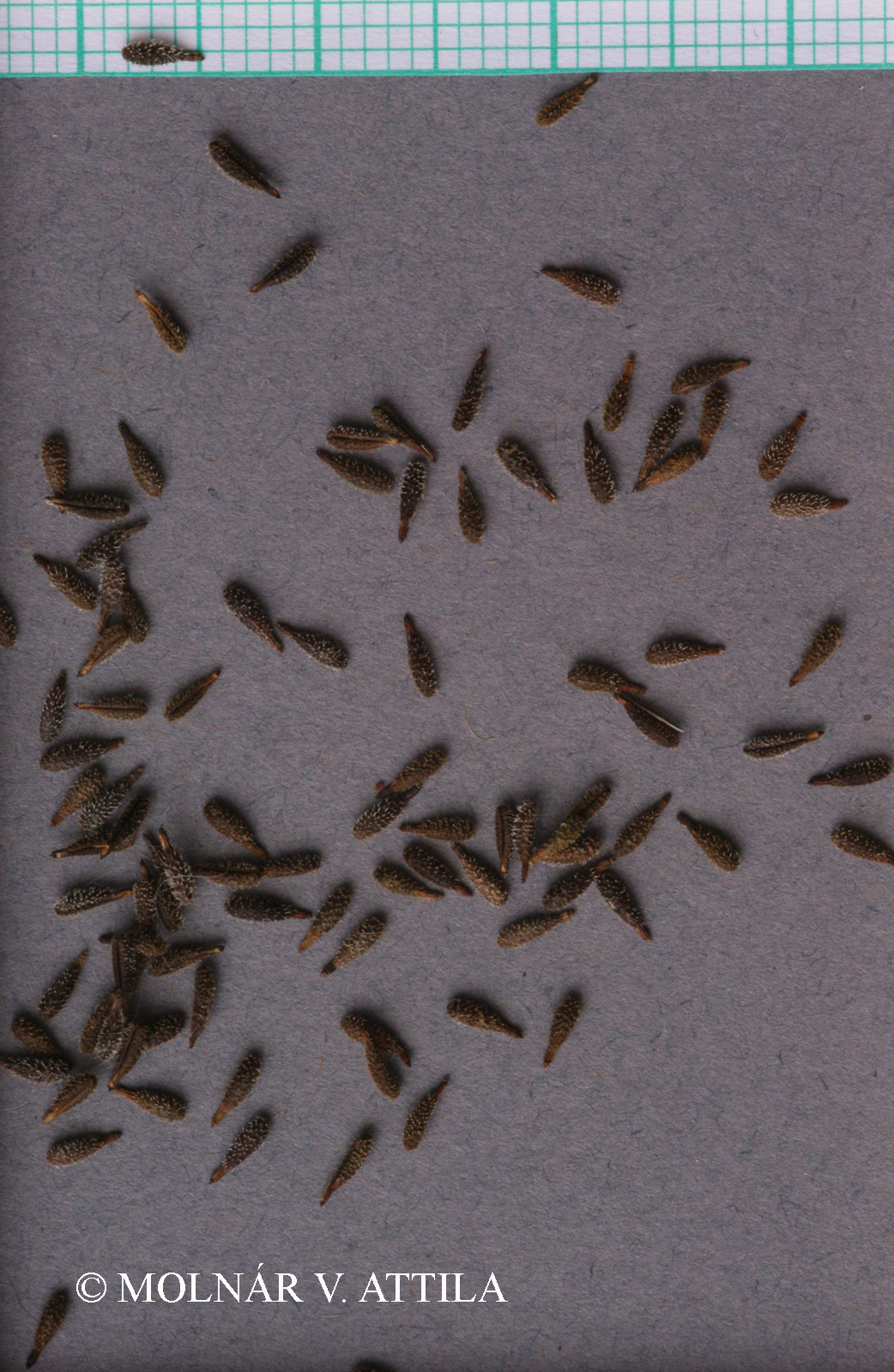 Anthriscus caucalis M. Bieb.