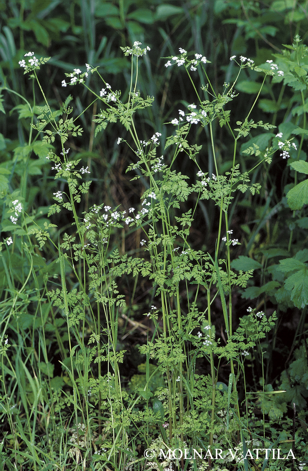 Anthriscus cerefolium (L.) Hoffm.