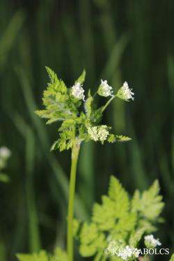 Anthriscus cerefolium (L.) Hoffm. 2.Kép
