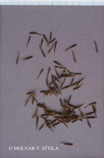 Anthriscus cerefolium (L.) Hoffm. 4.Kép