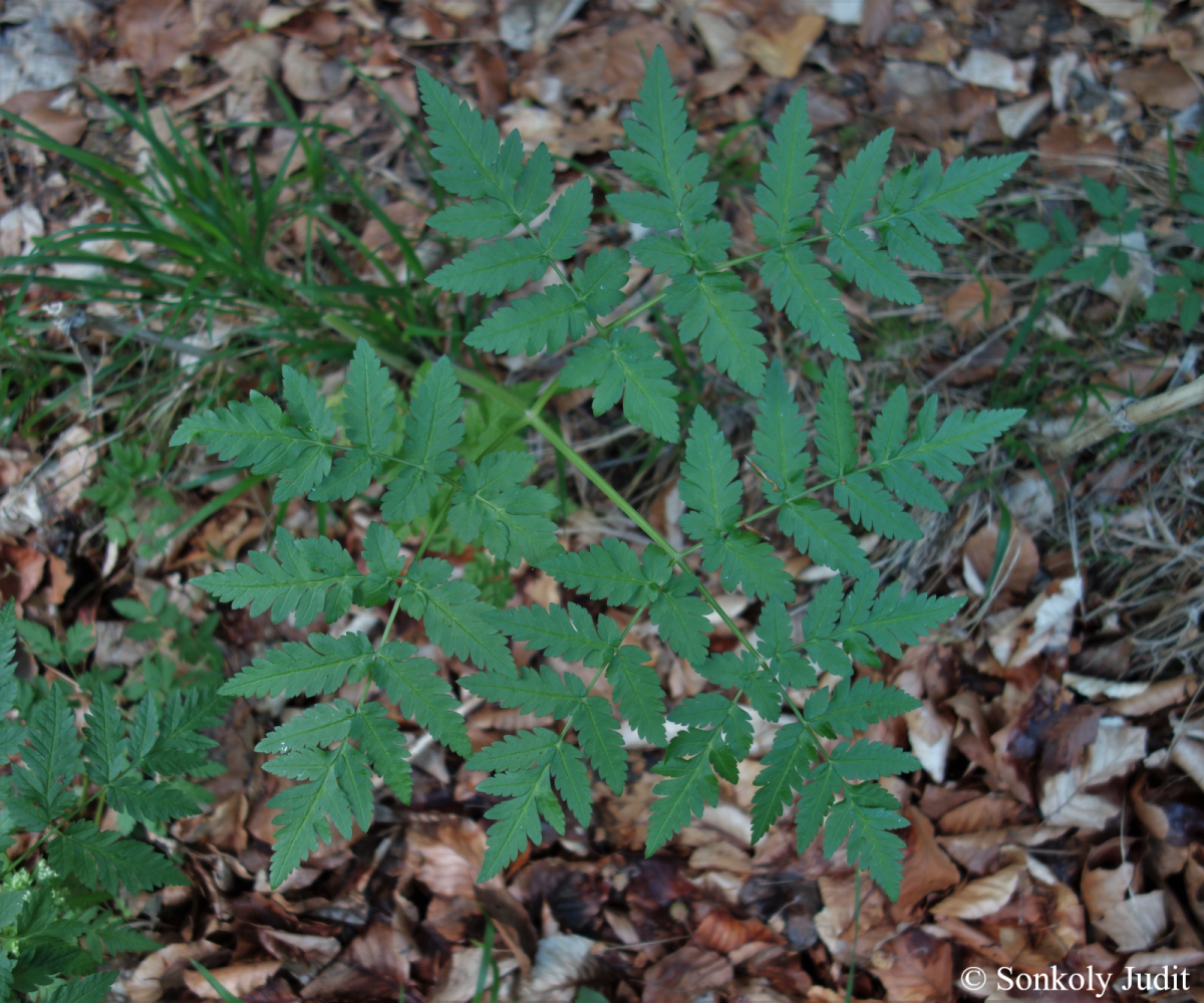 Anthriscus nitidus (Wahlenb.) Hazsl.
