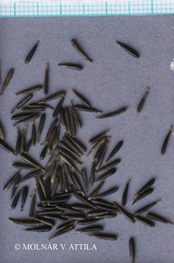 Anthriscus nitidus (Wahlenb.) Hazsl. 2.Kép