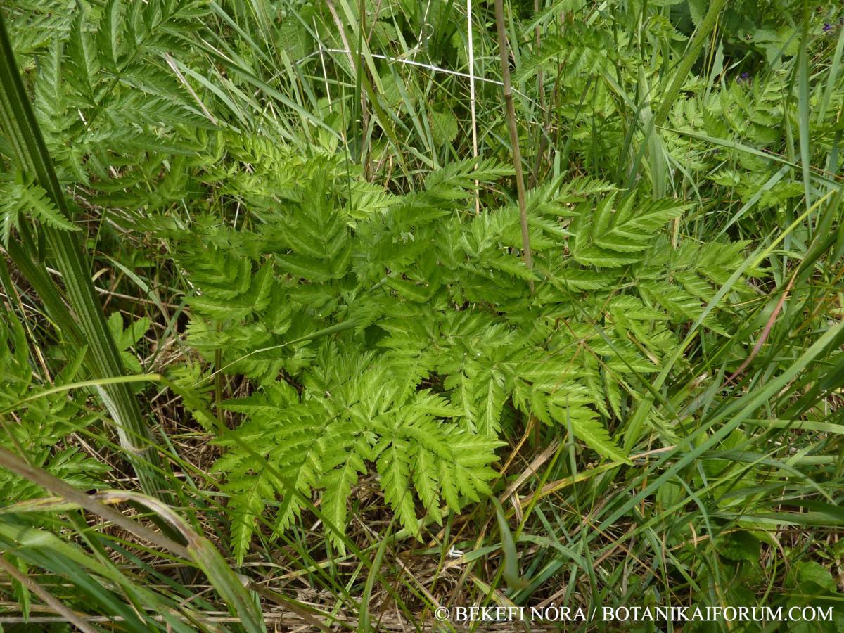 Anthriscus sylvestris (L.) Hoffm.