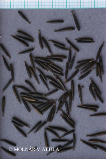Anthriscus sylvestris (L.) Hoffm. 4.Kép
