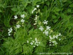 Anthriscus sylvestris (L.) Hoffm. 2.Kép