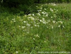 Anthriscus sylvestris (L.) Hoffm. 3.Kép