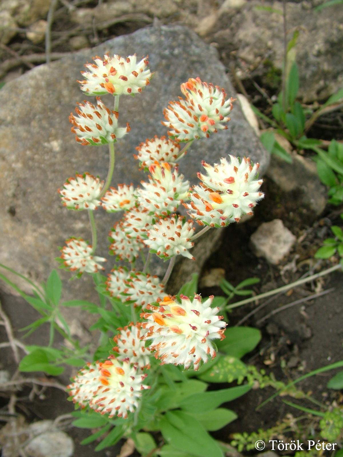 Anthyllis vulneraria L.