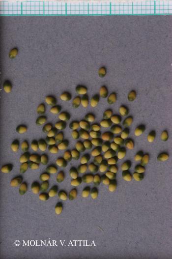 Anthyllis vulneraria L. 3.Image