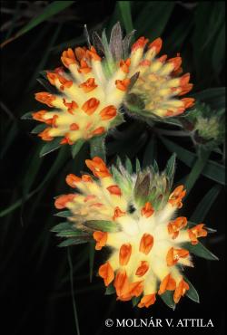 Anthyllis vulneraria L. 2.Image