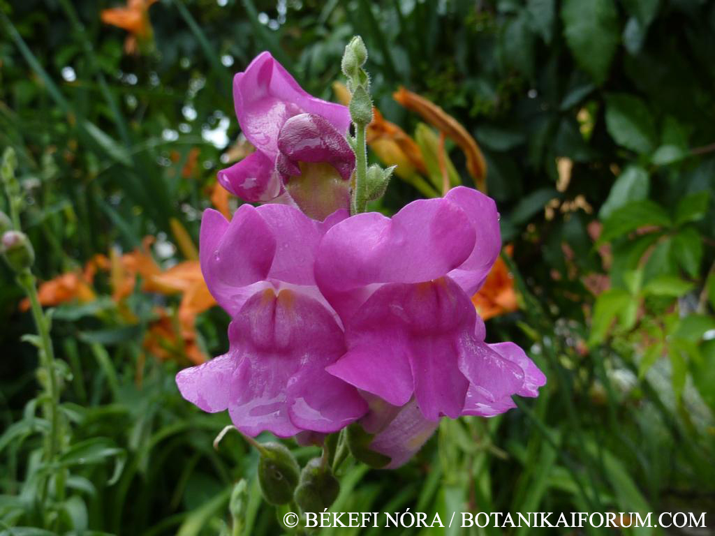 Antirrhinum majus L.