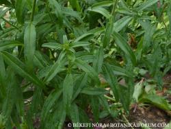 Antirrhinum majus L. 2.Image