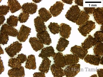 Antirrhinum majus L. 3.Image