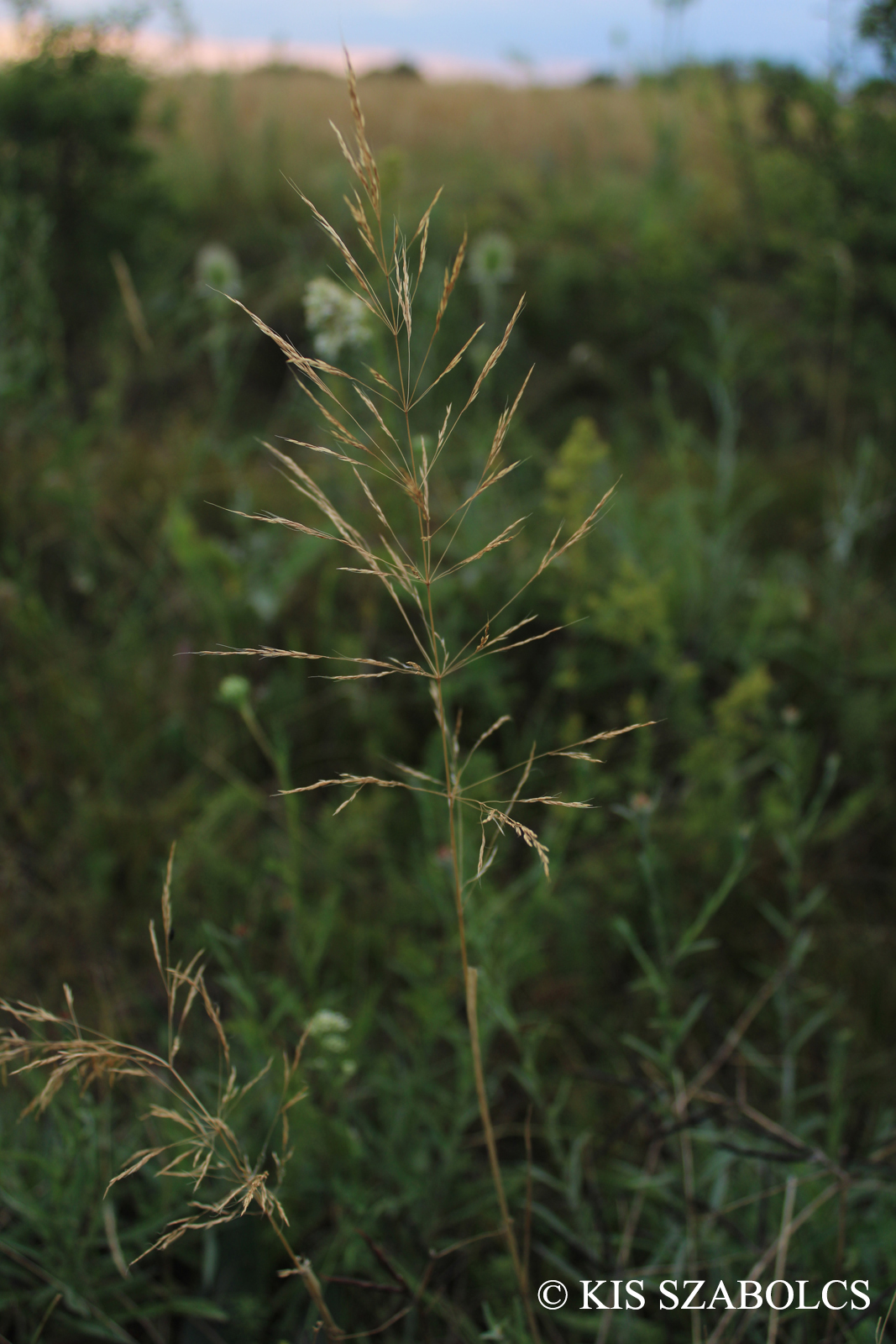 Apera spica-venti (L.) Beauv.