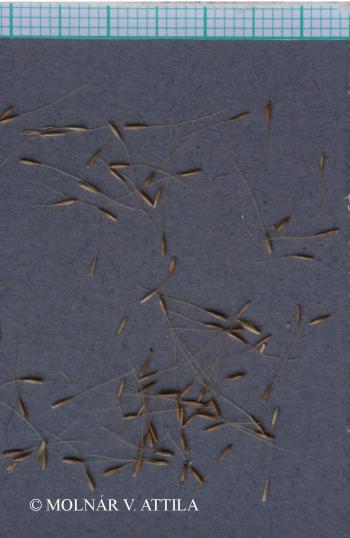 Apera spica-venti (L.) Beauv. 3.Image