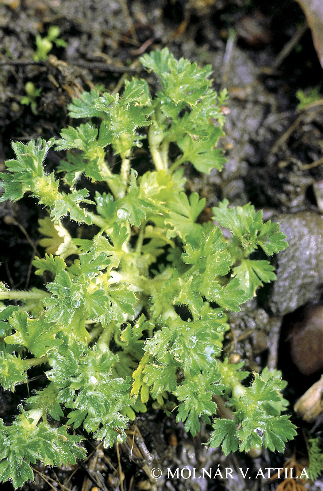 Aphanes arvensis L.
