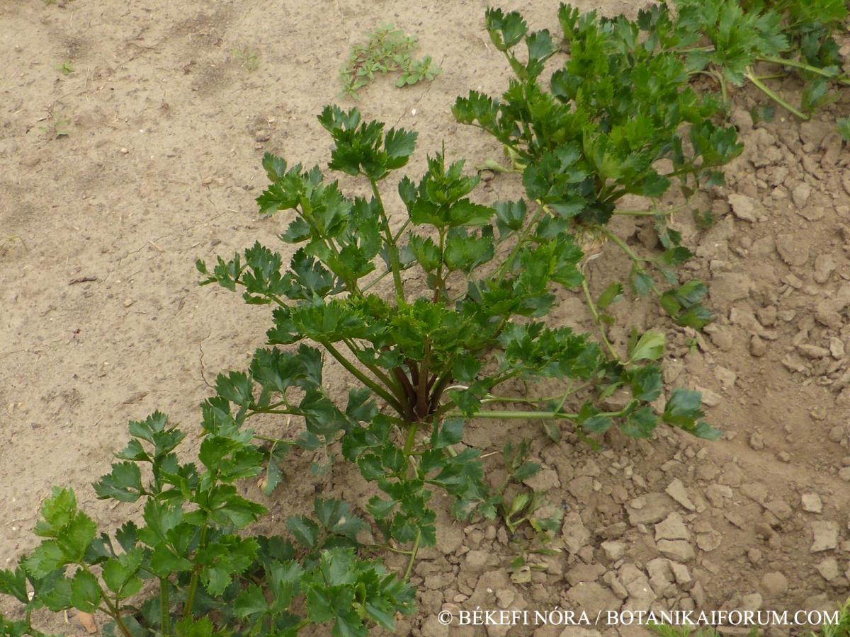 Apium graveolens L.