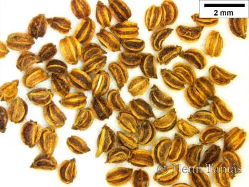 Apium graveolens L. 2.Kép