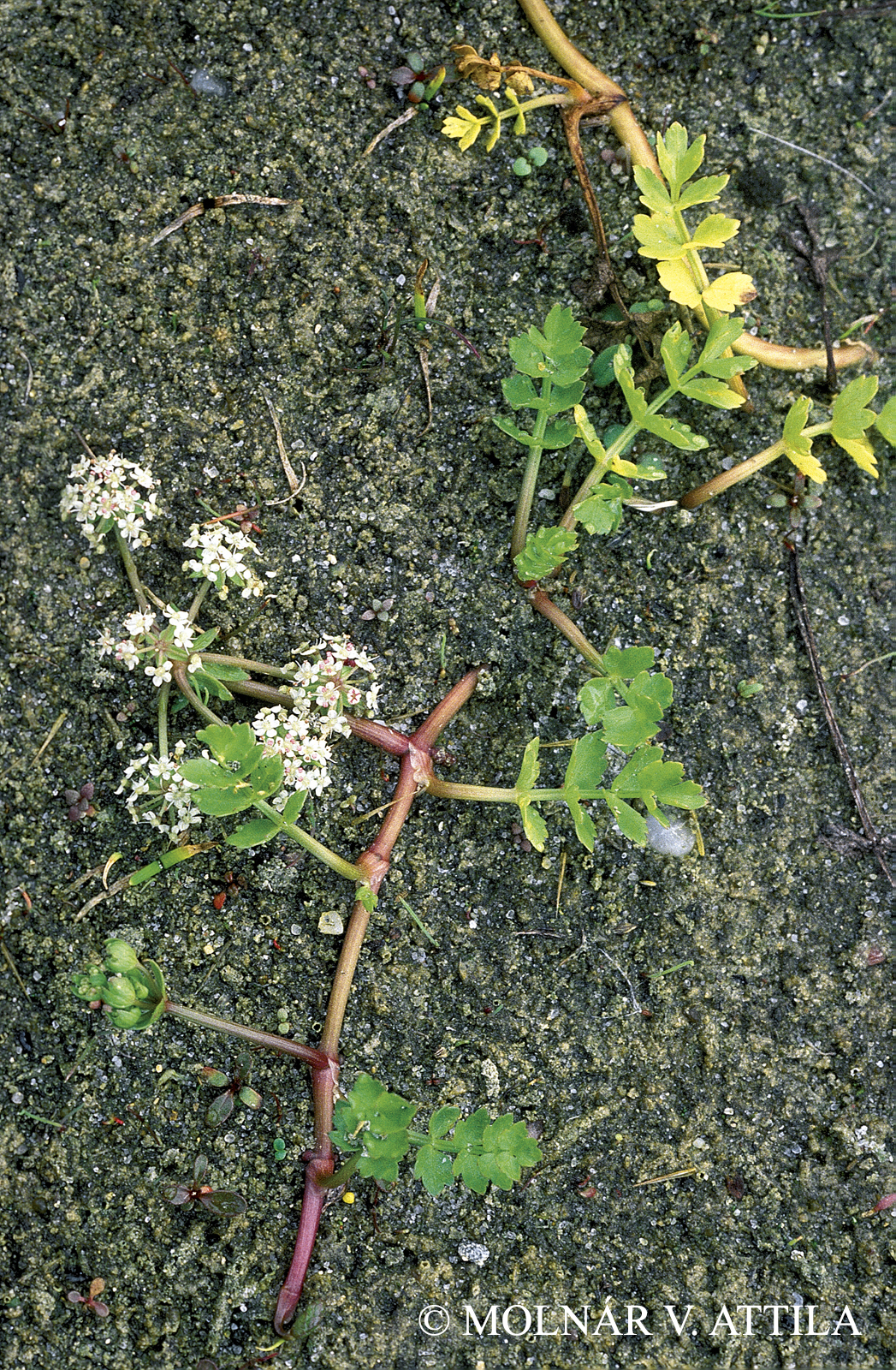 Apium repens (Jacq.) Lag.