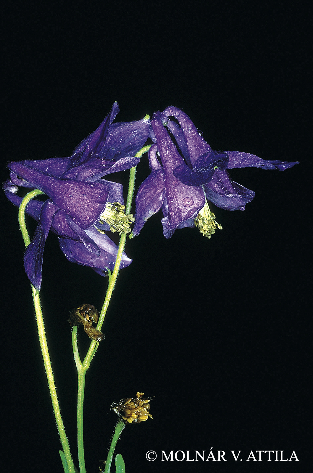 Aquilegia vulgaris L. s. l.