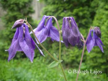 Aquilegia vulgaris L. s. l. 4.Kép