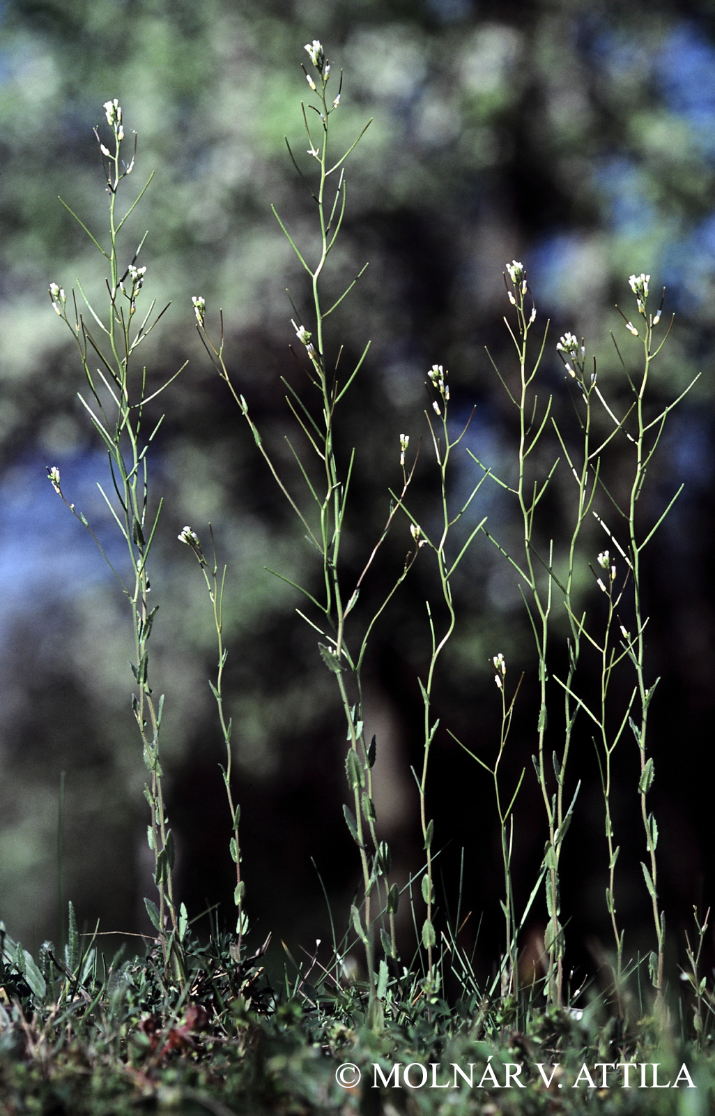 Arabidopsis thaliana (L.) Heynh.