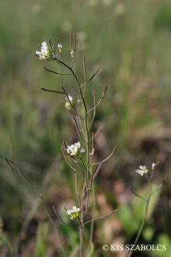 Arabidopsis thaliana (L.) Heynh. 2.Image