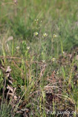 Arabidopsis thaliana (L.) Heynh. 3.Image