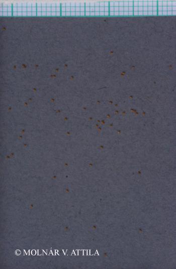 Arabidopsis thaliana (L.) Heynh. 4.Image