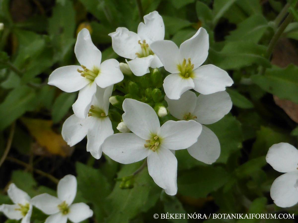 Arabis alpina L.