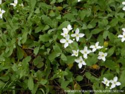 Arabis alpina L. 2.Image