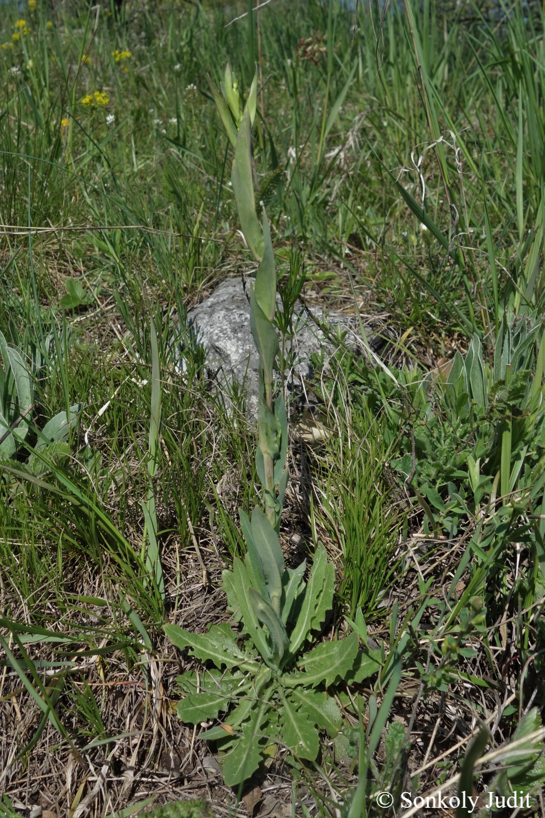 Arabis glabra (L.) Bernh.