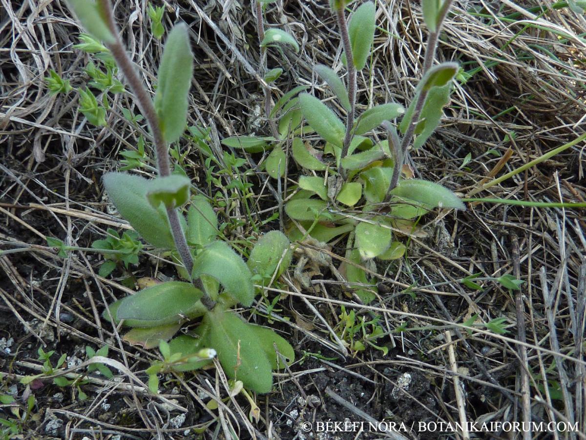 Arabis hirsuta agg.