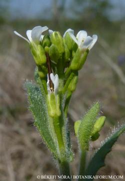 Arabis hirsuta agg. 2.Image