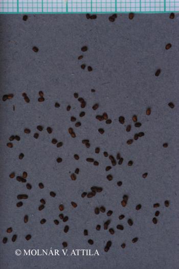 Arabis hirsuta agg. 3.Image