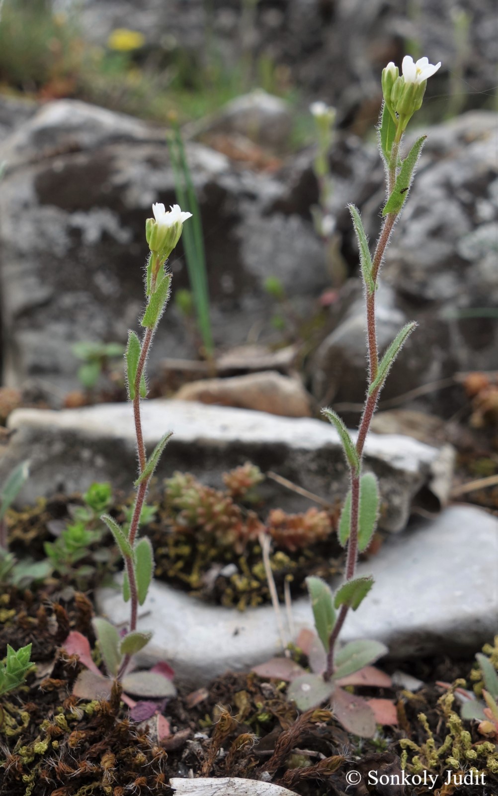 Arabis recta Vill.