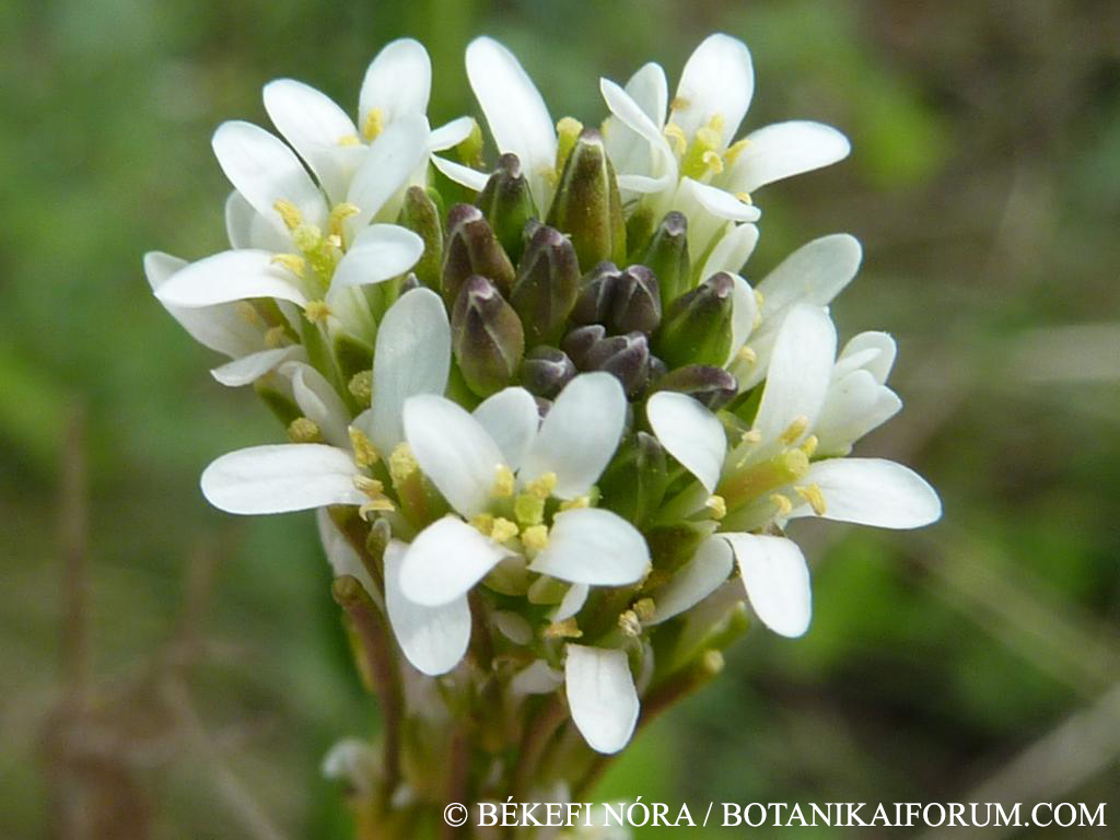 Arabis sagittata (Bertol.) DC.