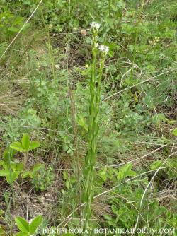 Arabis sagittata (Bertol.) DC. 2.Image
