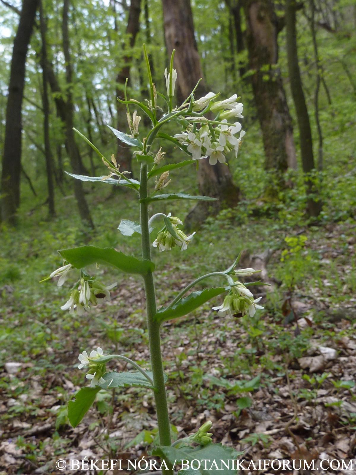 Arabis turrita L.