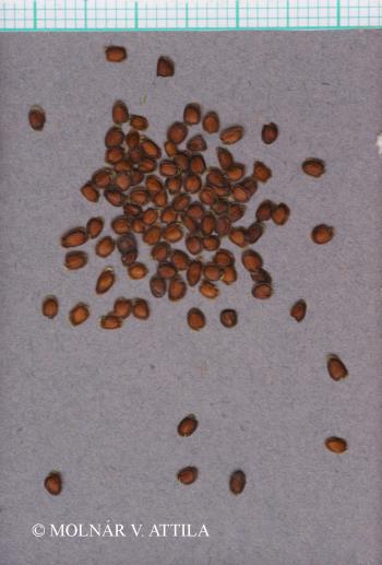 Arabis turrita L. 3.Kép