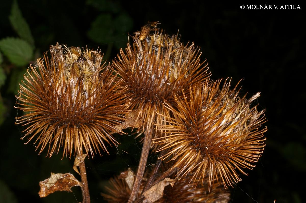 Arctium lappa L.