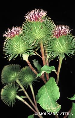 Arctium lappa L. 2.Kép