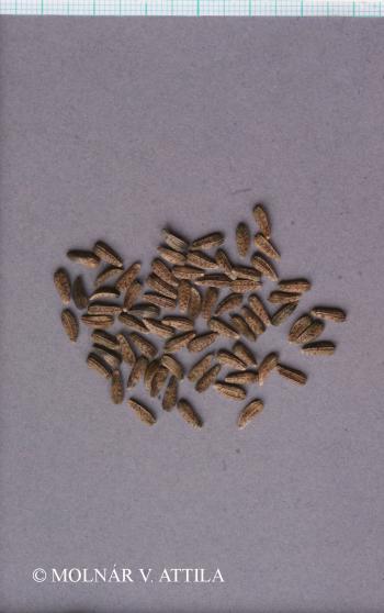 Arctium lappa L. 3.Kép