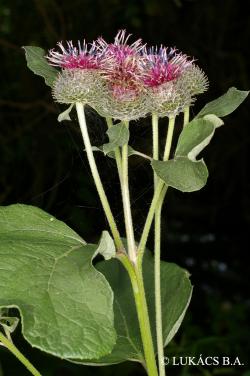 Arctium tomentosum Mill. 2.Image
