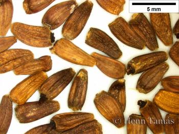 Arctium tomentosum Mill. 3.Image