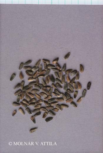 Arctium tomentosum Mill. 4.Image
