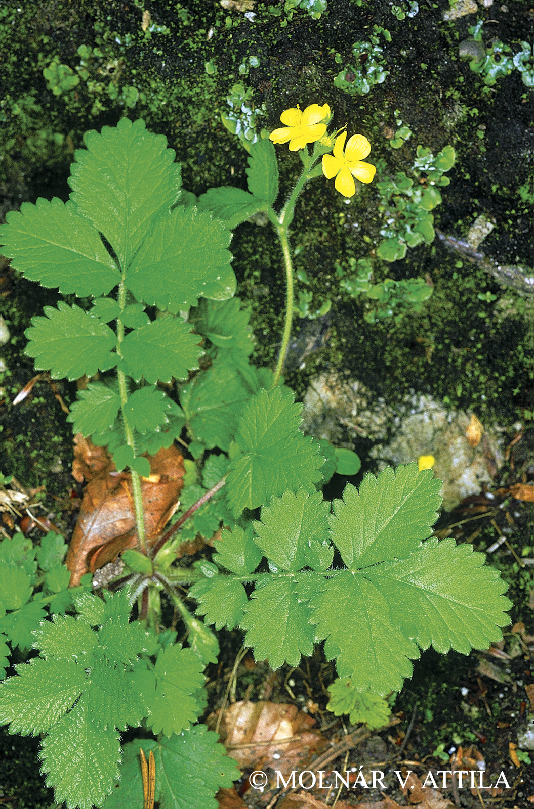 Aremonia agrimonioides (L.) DC.